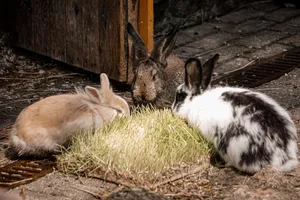 Three cute rabbits enjoying fresh grass in a farm setting, showcasing natural wildlife behavior. jigsaw puzzle