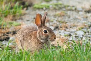 Close-up of a wild rabbit in a grassy area in Canonsburg, Pennsylvania, USA. jigsaw puzzle