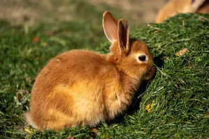 Cute brown rabbit munching grass in a sunny outdoor setting. jigsaw puzzle