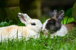 Two rabbits lying together on lush green grass, creating a peaceful and intimate scene. jigsaw puzzle
