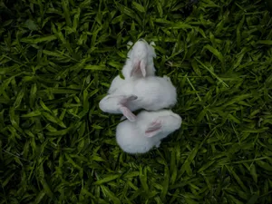 Three cute white bunnies snuggled on vibrant green grass, providing a charming top view. jigsaw puzzle