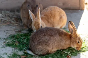 Three rabbits with brown fur eating fresh grass in a sunny outdoor enclosure. jigsaw puzzle