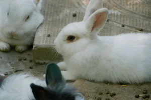A group of white rabbits lounging comfortably on a textured pavement outdoors. jigsaw puzzle