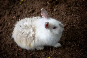 Adorable close-up of a fluffy white rabbit sitting on the brown earth, showcasing its soft fur. jigsaw puzzle