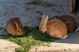 Three rabbits peacefully nibbling on fresh grass under the sun, showcasing natural beauty and serenity. jigsaw puzzle