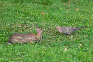 Wild rabbit and mourning dove spotted on grass in Canonsburg, Pennsylvania. jigsaw puzzle