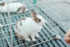 Close-up of a rabbit inside a cage munching on grass. Ideal for wildlife and animal-themed content. jigsaw puzzle