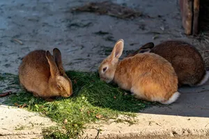 Group of rabbits enjoying fresh grass outdoors in daylight. jigsaw puzzle