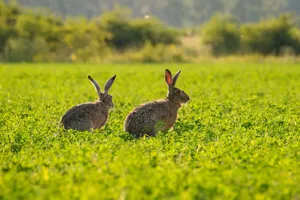 Two wild hares in a lush green field under summer sunlight, showcasing nature's tranquility. jigsaw puzzle