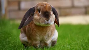 Close-up of a brown rabbit sitting on green grass, showcasing its curious expression. jigsaw puzzle