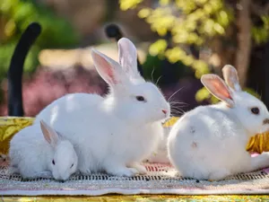 Charming trio of white rabbits resting on a woven mat outdoors in a sunny garden setting. jigsaw puzzle