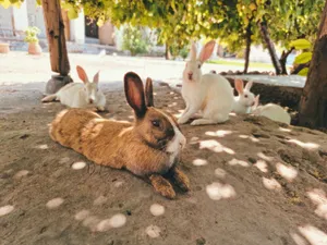 A group of rabbits lounging under trees, enjoying the dappled sunlight in a rural outdoor setting. jigsaw puzzle