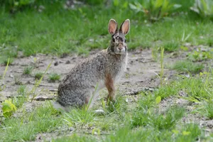 A cute cottontail rabbit gazing in a verdant spring meadow in Brooklyn Park, Minnesota, USA. jigsaw puzzle