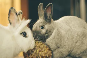 Two rabbits interacting with a straw ball indoors. Cute and cozy scene. jigsaw puzzle