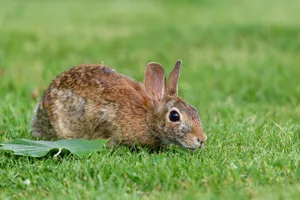 A wild rabbit resting in green grass, showcasing its brown fur and alert expression. jigsaw puzzle