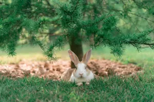Brown and white rabbit lying beneath a pine tree on a grassy field, showcasing a serene summer day. jigsaw puzzle