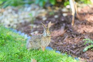 A cute wild rabbit stands alert on a lush green lawn in a backyard garden. jigsaw puzzle