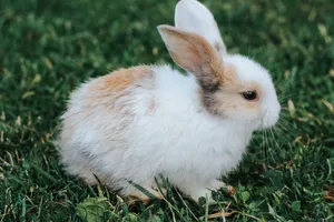 Close-up of a cute rabbit on green grass, showcasing its fluffy fur. jigsaw puzzle