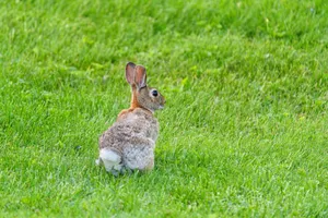 A cottontail rabbit sits in a lush green meadow, captured in Canonsburg, Pennsylvania. jigsaw puzzle