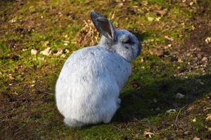 A fluffy gray rabbit sitting on the ground in Dorchester, England. Perfect for wildlife and nature themes. jigsaw puzzle