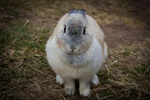 Adorable rabbit sitting on grassy field, showcasing fluffy fur and serene expression. jigsaw puzzle