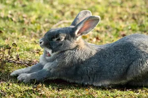 A close-up of a gray rabbit yawning while lying on the grass in a sunlit outdoor setting. jigsaw puzzle