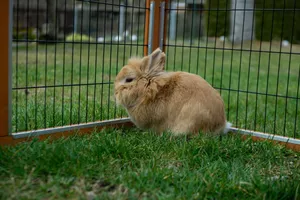 Close-up view of a fluffy rabbit sitting on green grass inside an outdoor enclosure. jigsaw puzzle