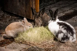 A trio of rabbits munching on grass outside a wooden shed, showcasing their natural habitat. jigsaw puzzle