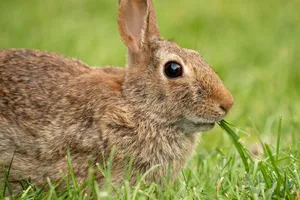 A detailed close-up of an Eastern Cottontail rabbit nibbling grass in a natural setting. jigsaw puzzle