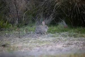 Close-up of a wild rabbit in the grasslands of Rancho Cordova, California. jigsaw puzzle