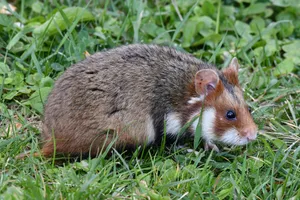 Close-up of a European hamster on lush green grass in Vienna, Austria. jigsaw puzzle