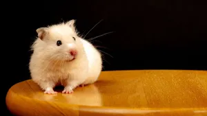 Adorable white hamster sitting on a wooden surface against a dark backdrop. jigsaw puzzle
