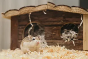 Adorable hamster peeks out of a wooden toy house, surrounded by soft bedding. jigsaw puzzle