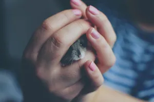 Adorable hamster cradled in loving hands with pink manicured nails. Soft focus adds a tender touch. jigsaw puzzle