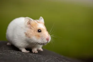Close-up of a cute hamster sitting on a stone with a blurred green background. jigsaw puzzle