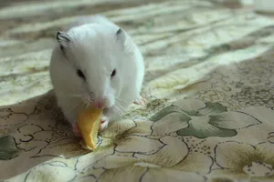 Adorable white hamster enjoys a snack on floral patterned fabric in Istanbul. jigsaw puzzle