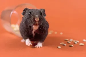 Adorable black hamster with seeds on an orange backdrop, perfect for pet lovers. jigsaw puzzle
