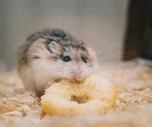 Cute little hamster with shiny black eyes eating round cookie while sitting on bedding of wood shavings jigsaw puzzle