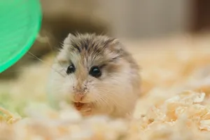 Funny small fluffy domestic hamster sitting in cage on sawdust and nibbling food jigsaw puzzle