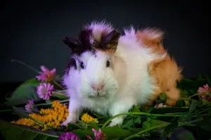 Cute guinea pig sitting among colorful flowers and green leaves in a studio setting. jigsaw puzzle