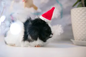 Adorable guinea pig dressed in a Santa hat near a festive Christmas tree indoors. jigsaw puzzle