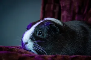 Adorable guinea pig lying on a purple blanket with soft lighting and shadows. jigsaw puzzle