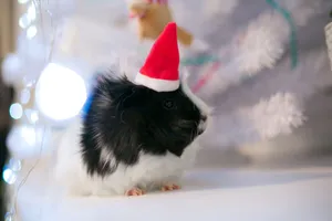 Adorable guinea pig wearing a Santa hat next to a decorated white Christmas tree. jigsaw puzzle