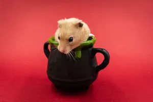 Adorable hamster peeking out of a small black cup against a vibrant red backdrop. jigsaw puzzle