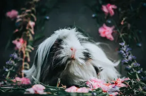 Captivating close-up of a long-haired guinea pig surrounded by vivid flowers in a serene garden setting. jigsaw puzzle