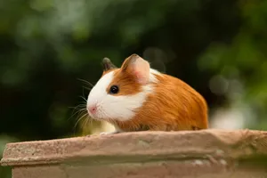 Cute guinea pig outdoors on a wooden ledge surrounded by nature. jigsaw puzzle