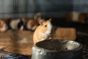 Adorable guinea pig peeking over a food bowl inside a cage. Perfect for pet care themes. jigsaw puzzle