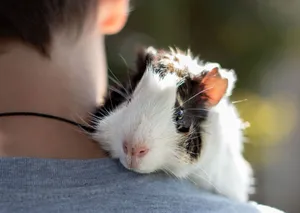 Guinea pig cuddling on a person's shoulder in a sunny outdoor setting, showcasing a bond between pet and owner. jigsaw puzzle