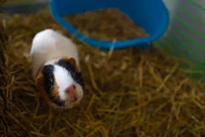 Close-up of a charming guinea pig in its indoor cage with straw and a blue pet house. jigsaw puzzle