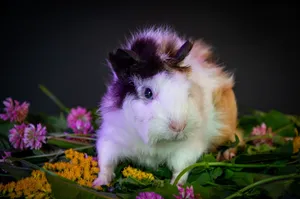 Adorable guinea pig nestled amidst vibrant colorful wildflowers. jigsaw puzzle